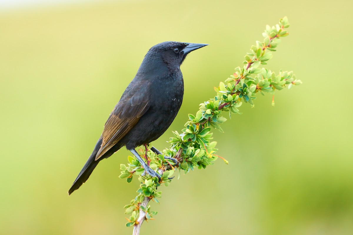 Austral Blackbird - ML611085814