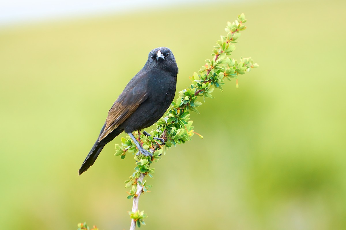 Austral Blackbird - ML611085815