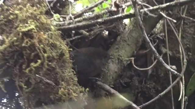 Trilling Tapaculo - ML611085824