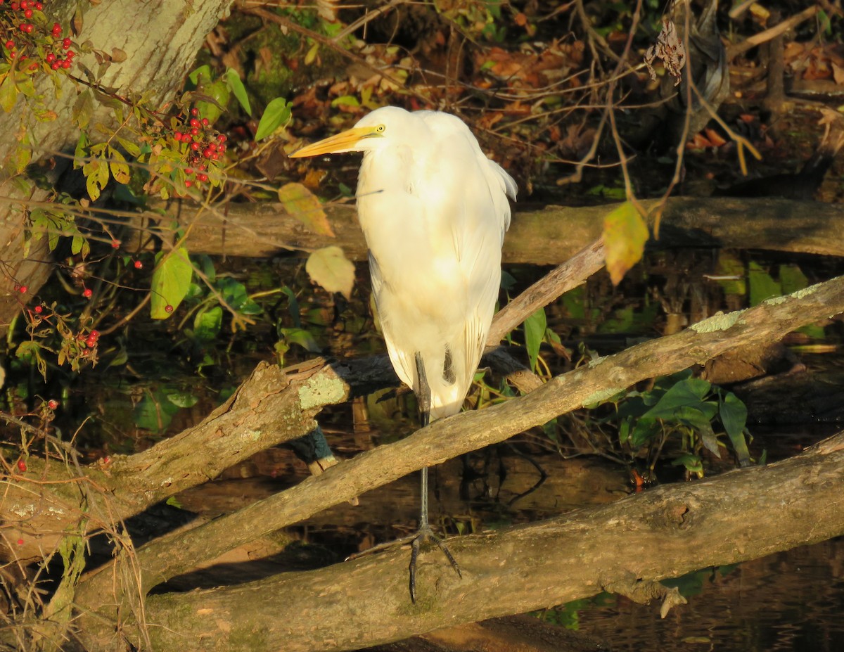 Great Egret - ML611085905