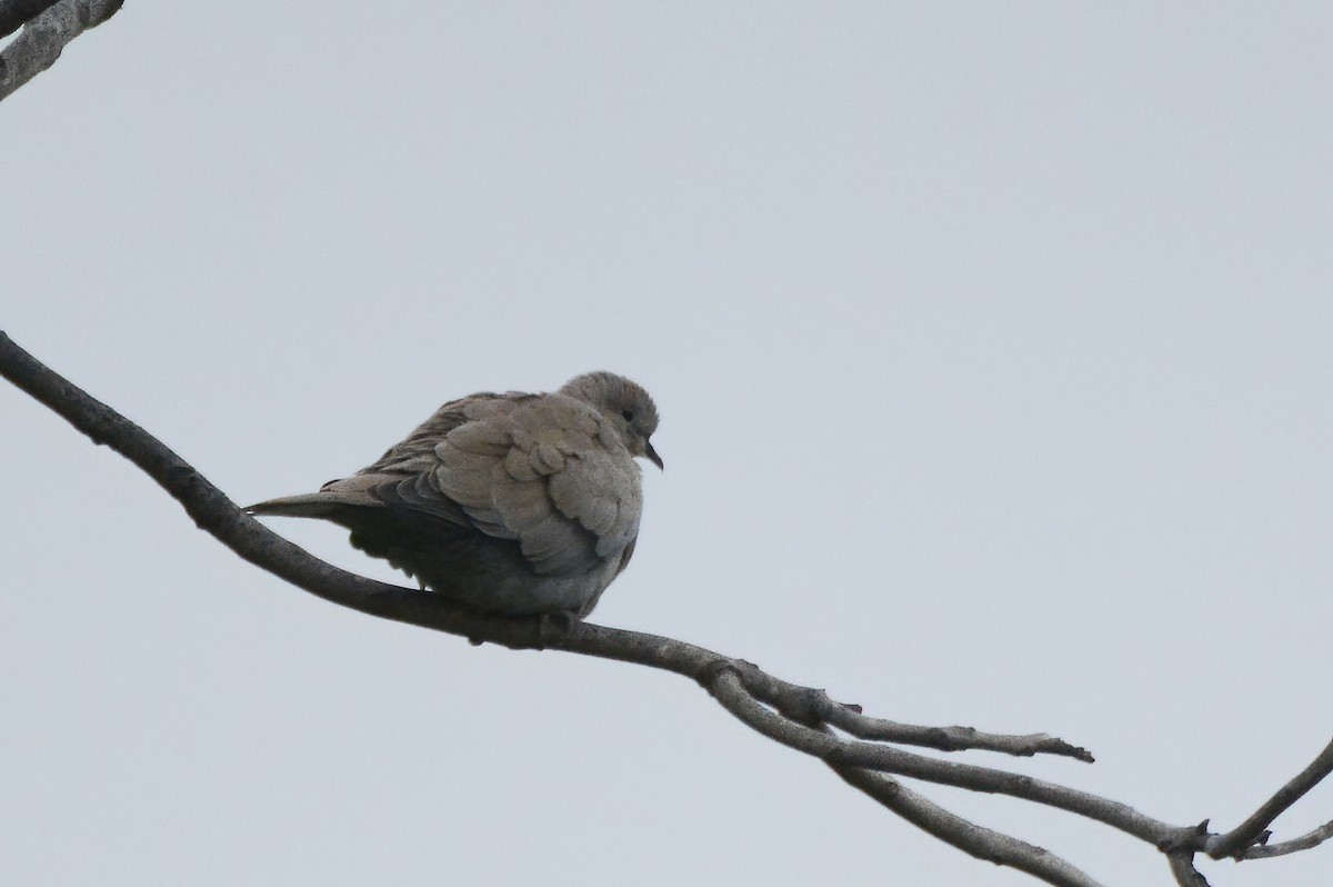 Eurasian Collared-Dove - Ergün Cengiz