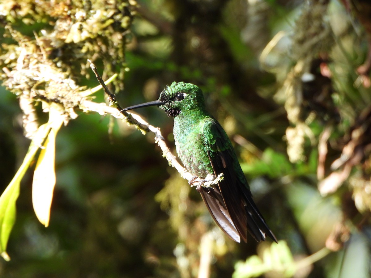 Green-crowned Brilliant - ML611085929
