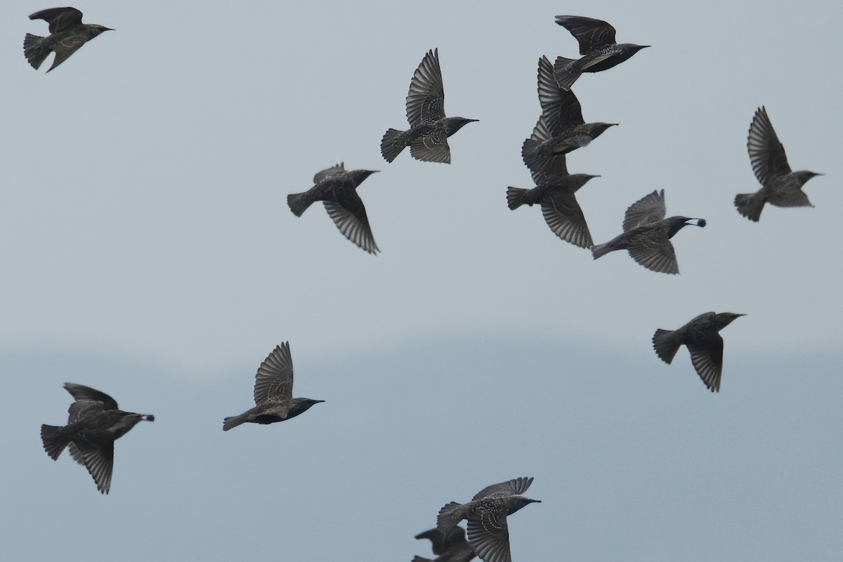 European Starling - Ergün Cengiz