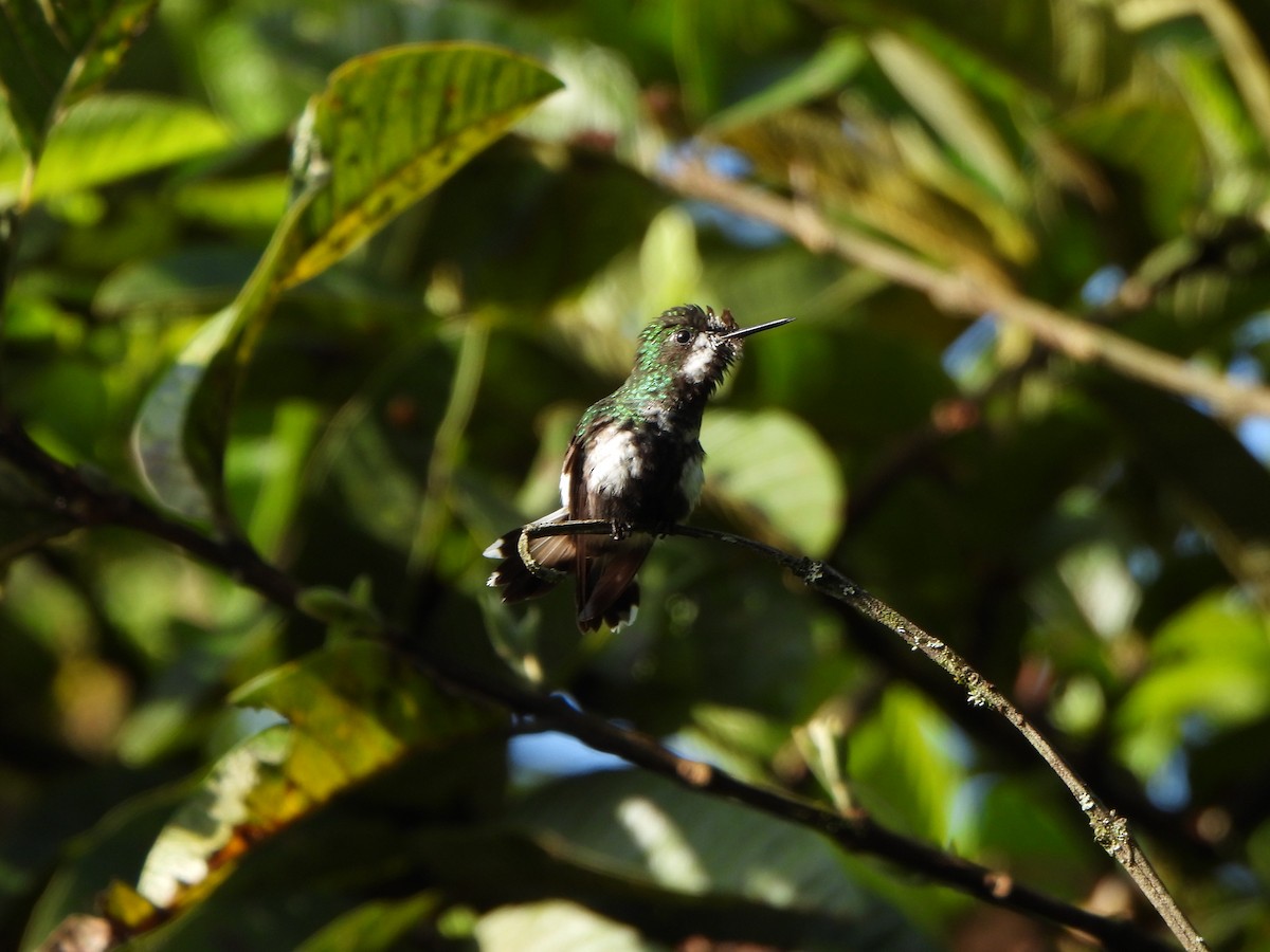 Rabudito Verde - ML611085942