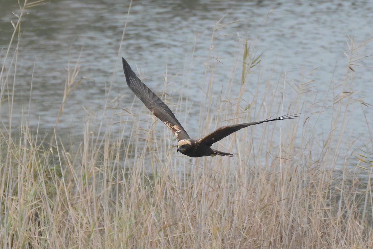 Western Marsh Harrier - Ergün Cengiz