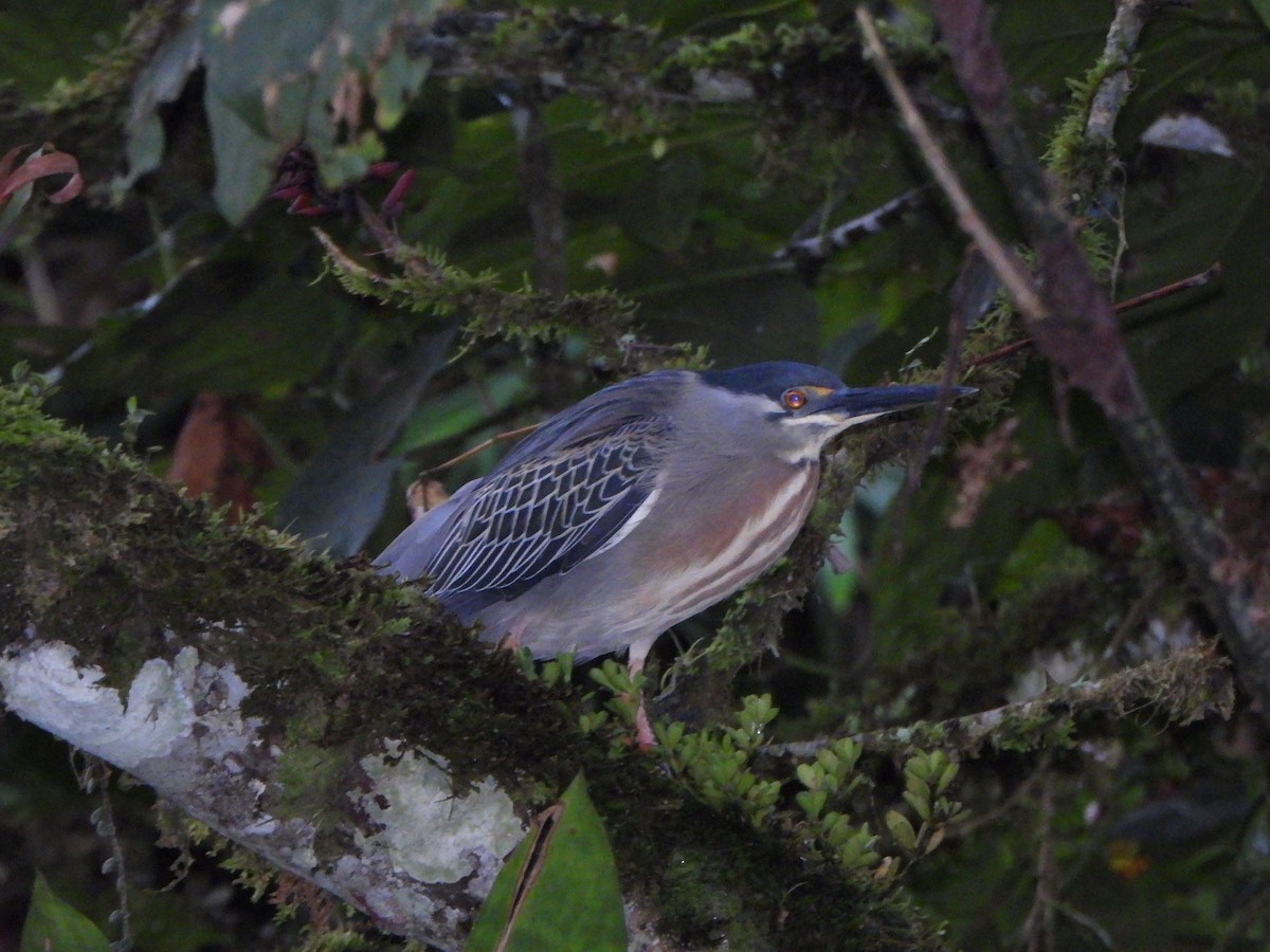 Striated Heron (South American) - ML611086025