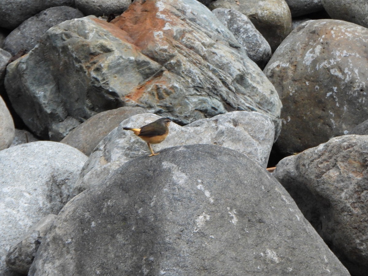 Buff-rumped Warbler - ML611086039