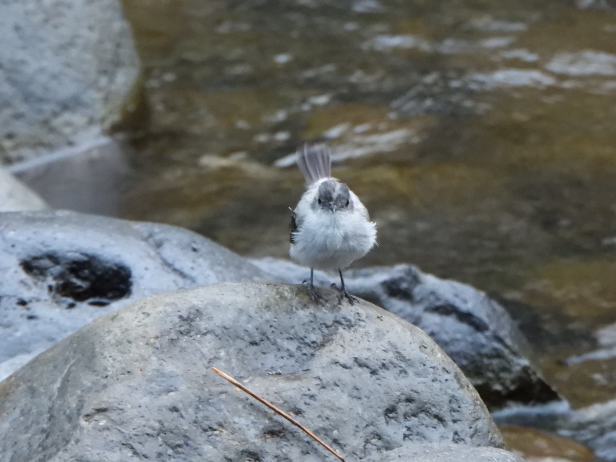 Torrent Tyrannulet - ML611086043