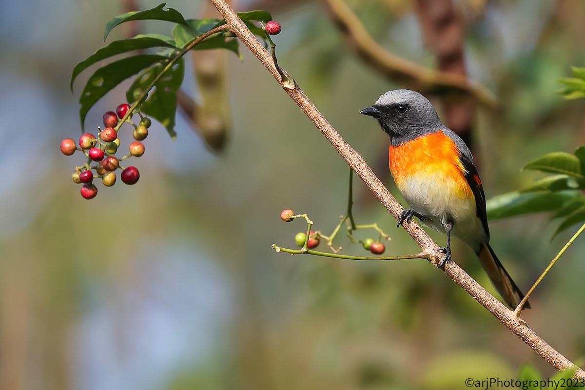 Minivet oranor - ML611086056