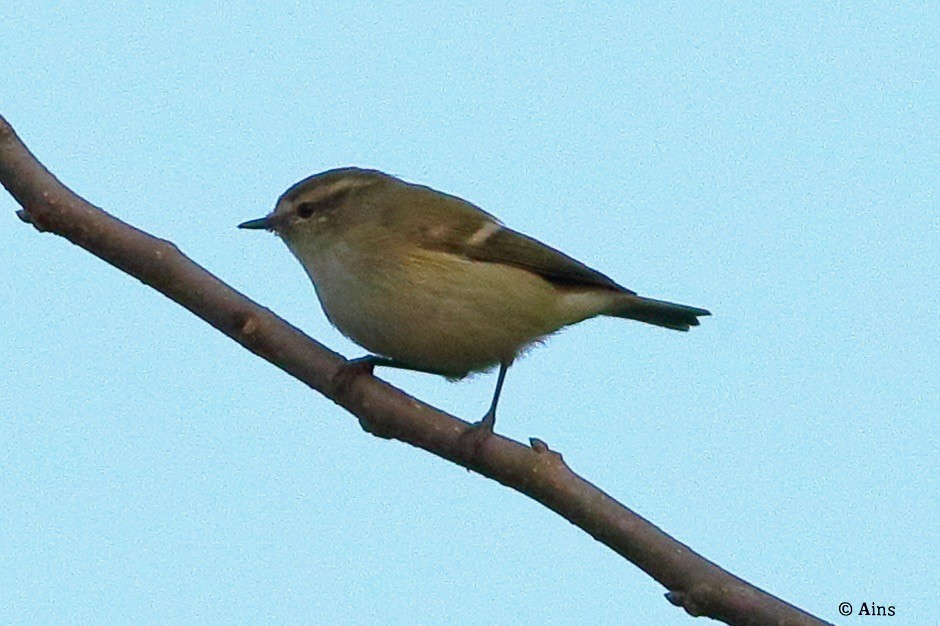 Hume's Warbler - ML611086075