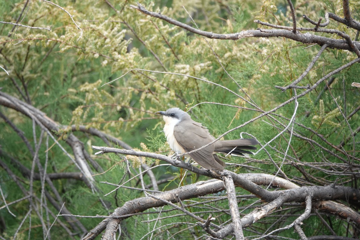 Dark-billed Cuckoo - Guillermo Amico