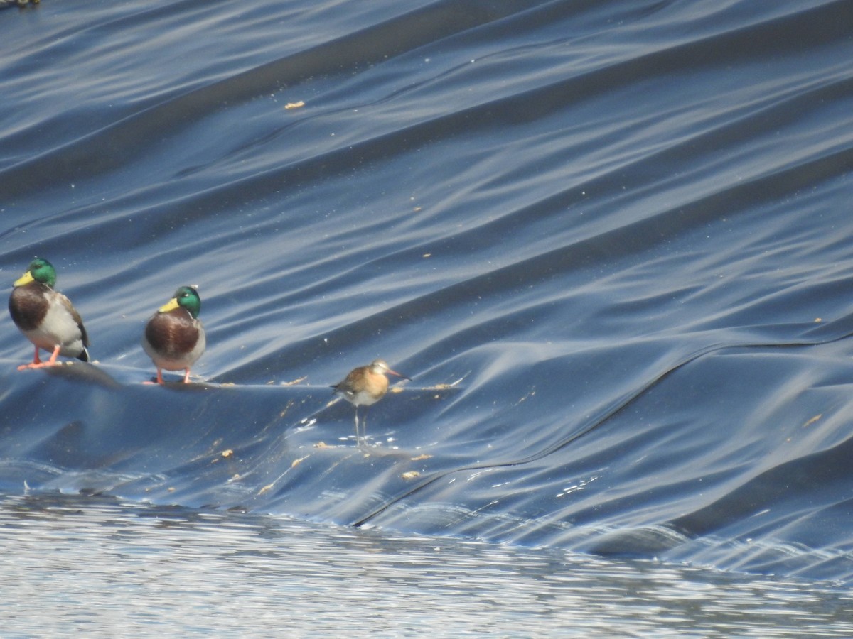 Black-tailed Godwit - ML611086154