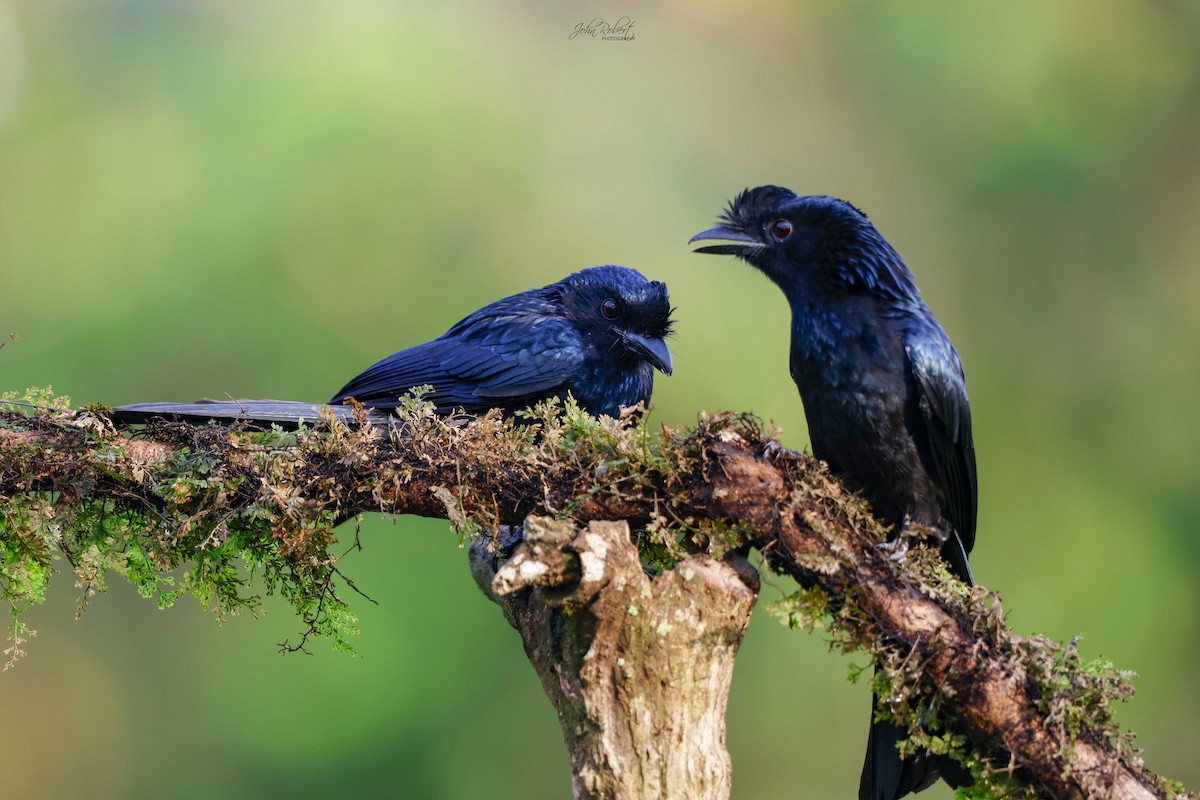 Greater Racket-tailed Drongo - ML611086244