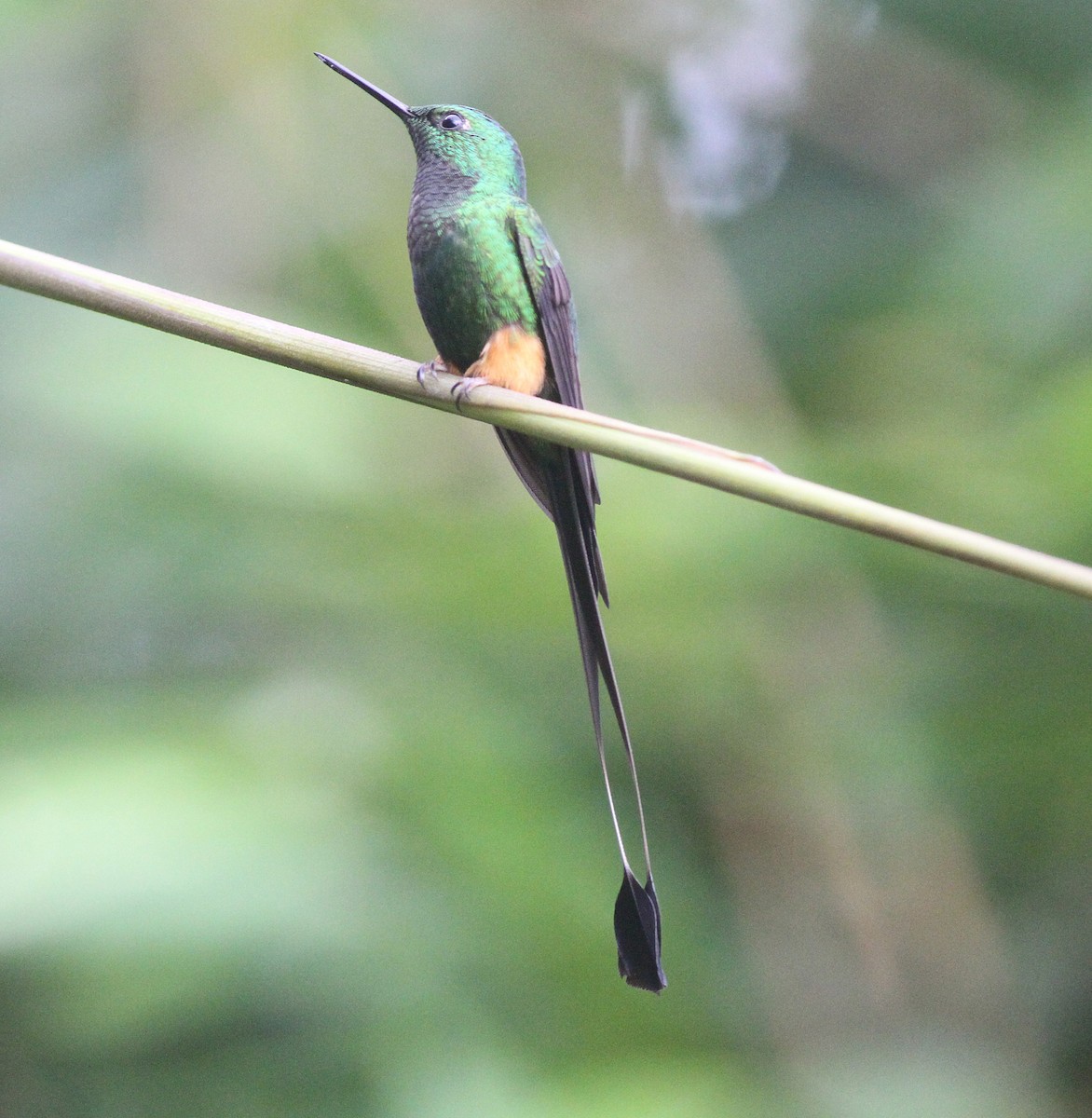 Peruvian Racket-tail - Ashley Banwell