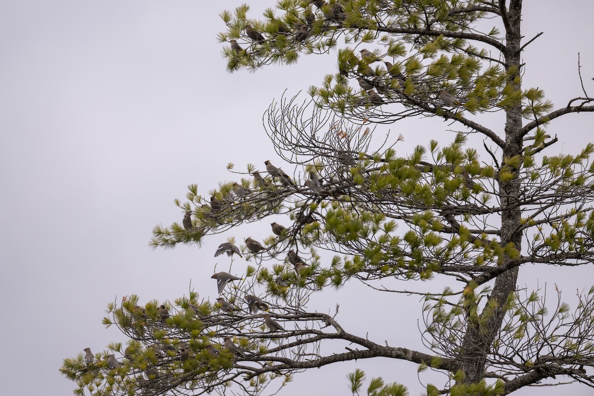 Bohemian Waxwing - ML611086369