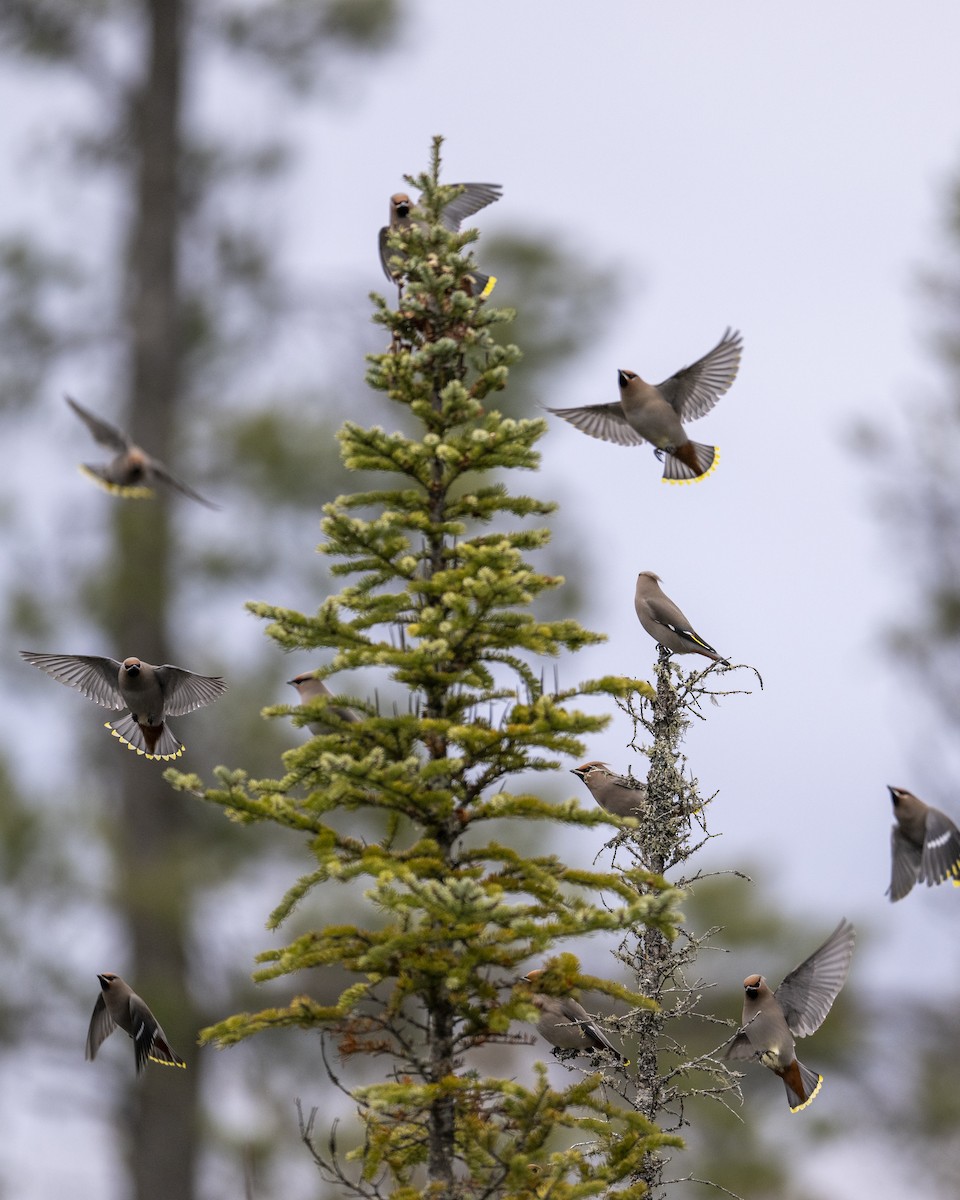 Bohemian Waxwing - ML611086370