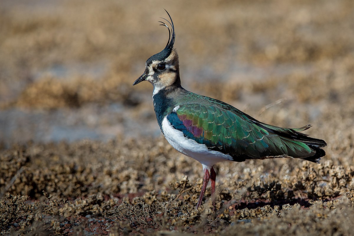 čejka chocholatá - ML611086407