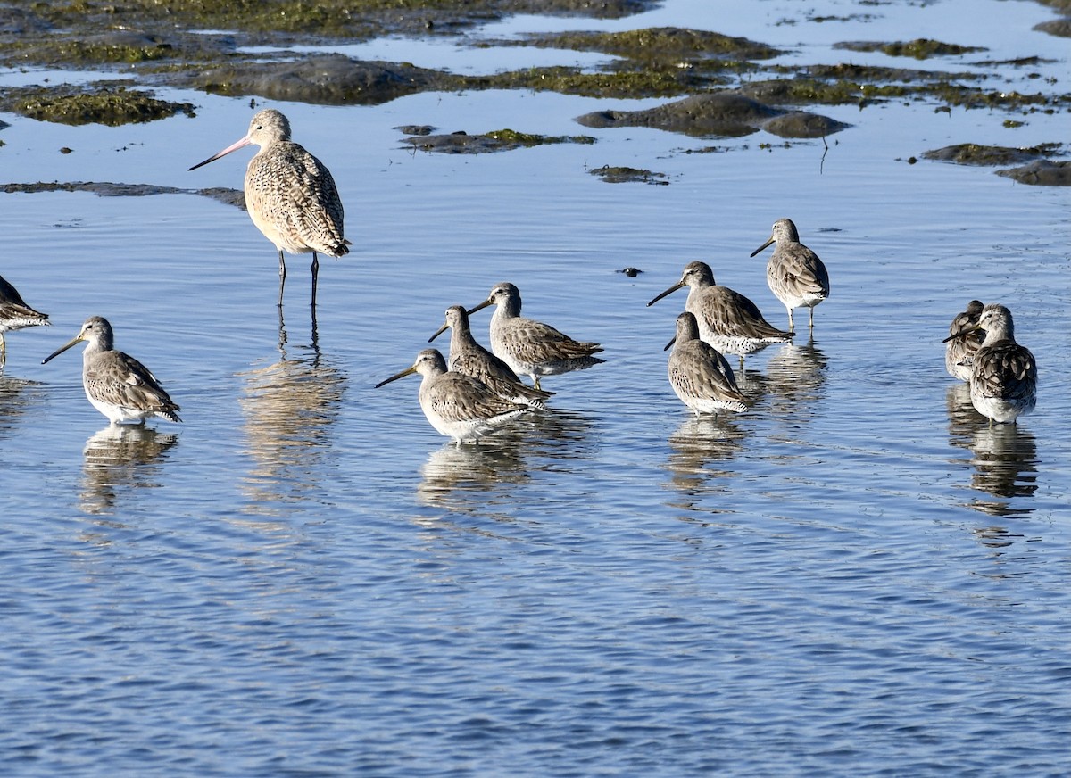 Short-billed Dowitcher - ML611086446