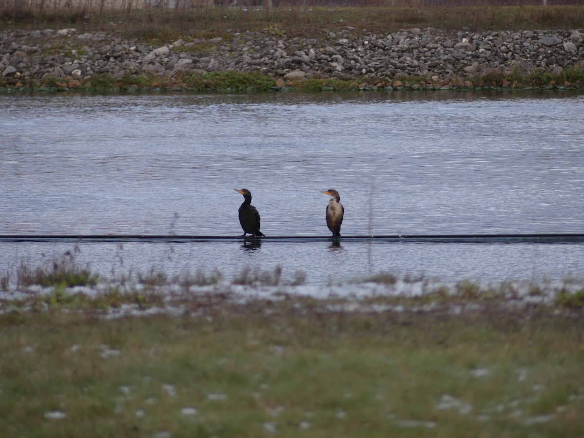 Double-crested Cormorant - ML611086592