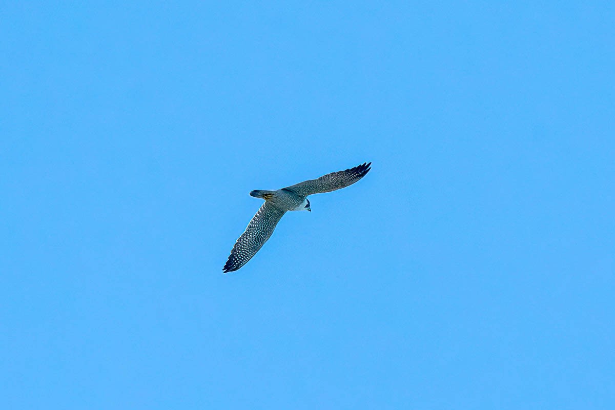 Peregrine Falcon - ML611086646