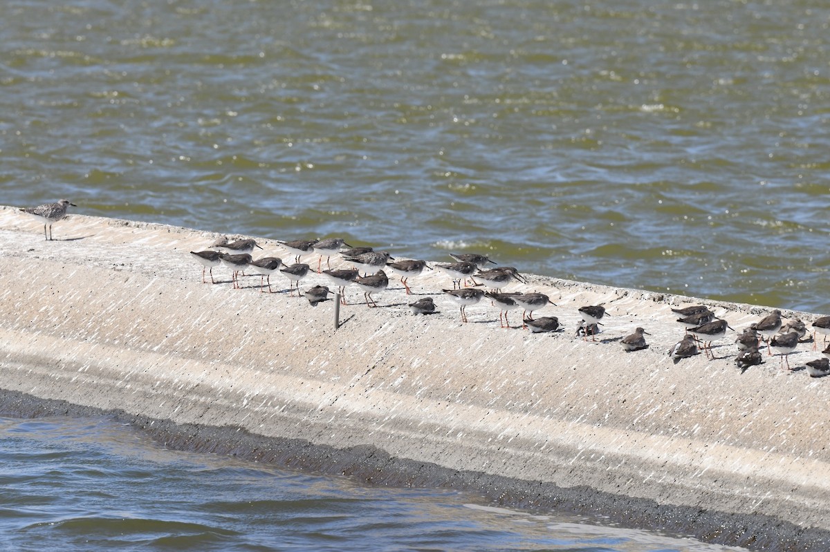 Common Redshank - ML611086709