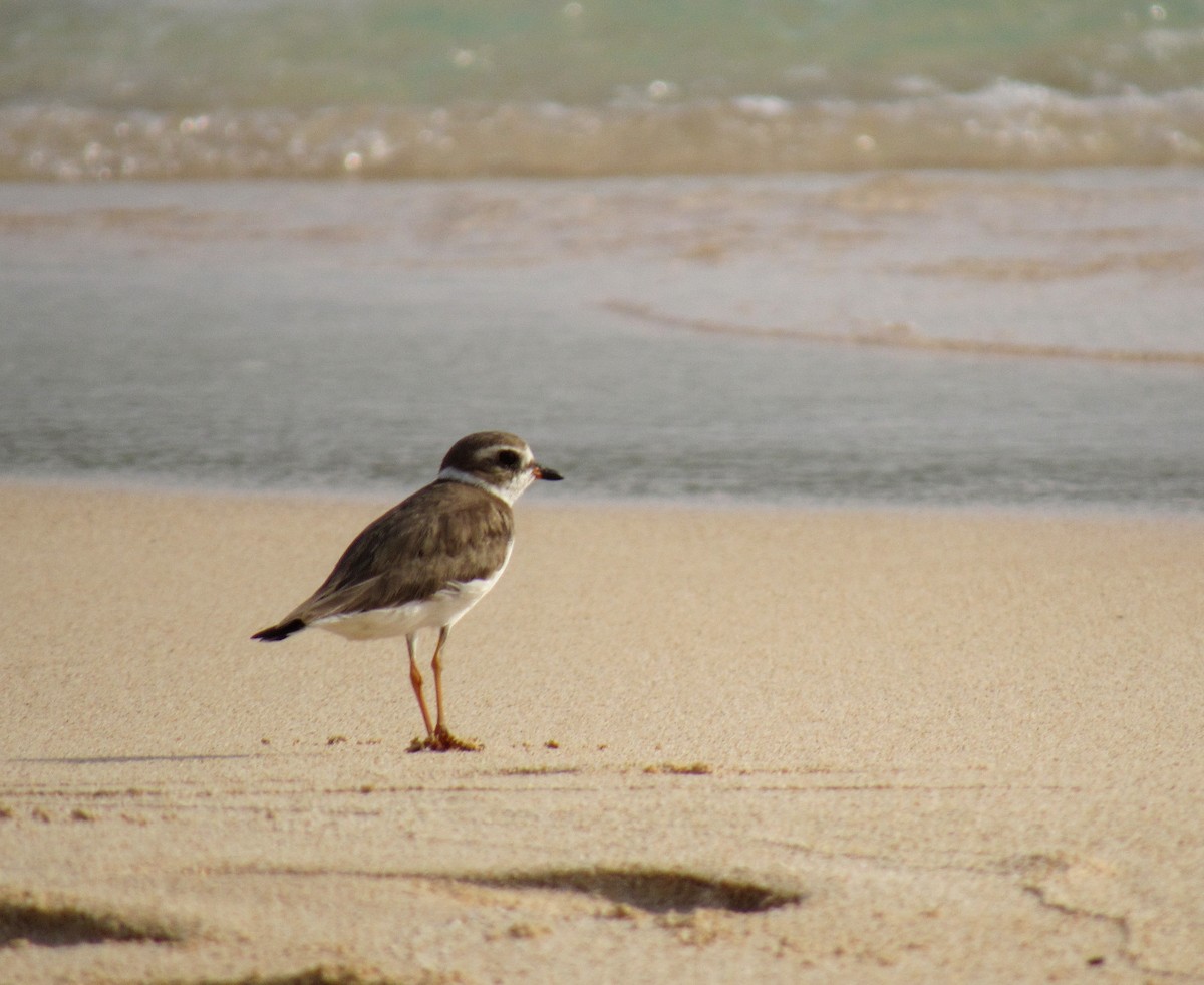 Semipalmated Plover - ML611086857