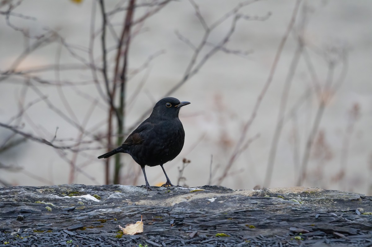 Eurasian Blackbird - ML611086922