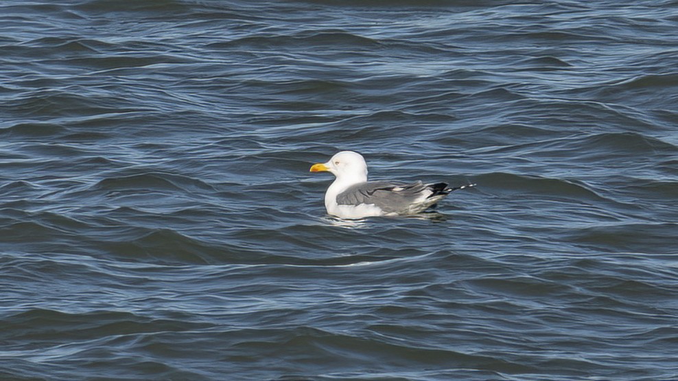 Yellow-legged Gull - R Miller