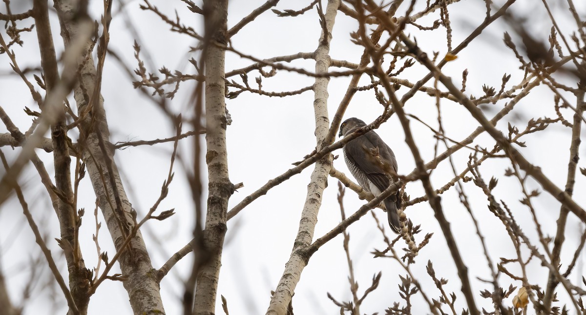 Eurasian Sparrowhawk - Eric Francois Roualet
