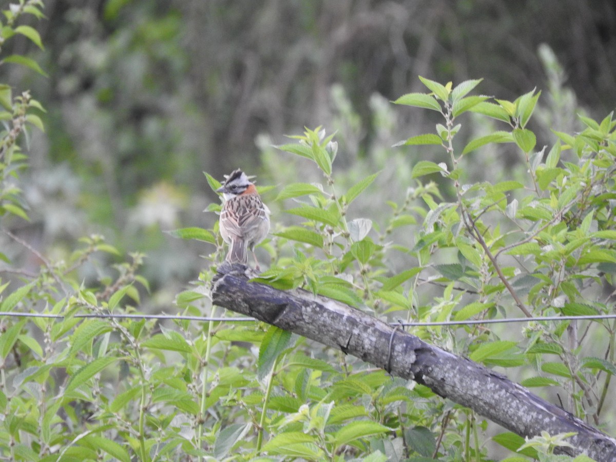 Rufous-collared Sparrow - ML611086951