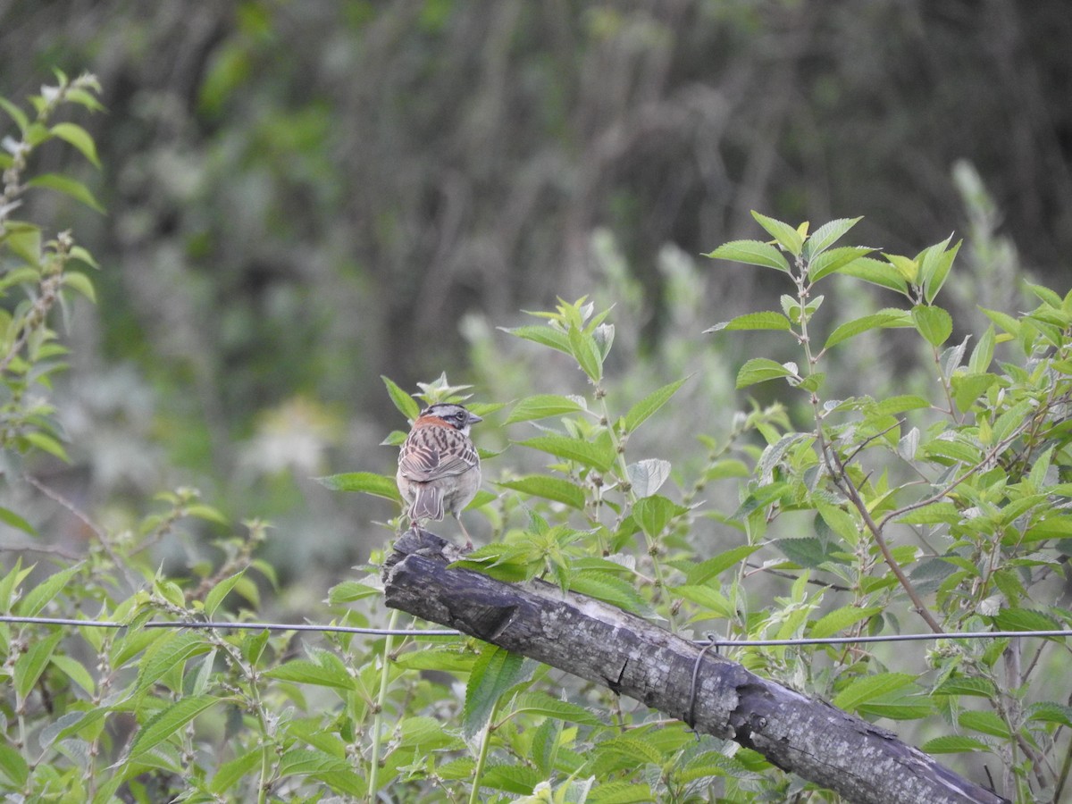 Rufous-collared Sparrow - ML611086952
