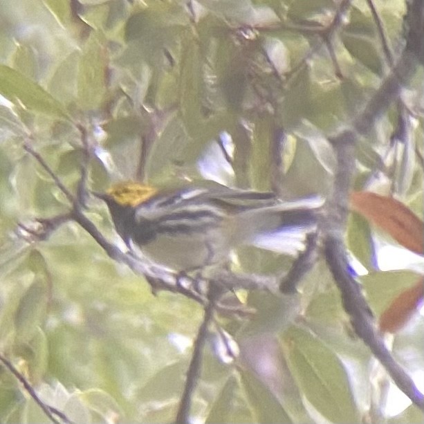 Black-throated Green Warbler - ML611086958