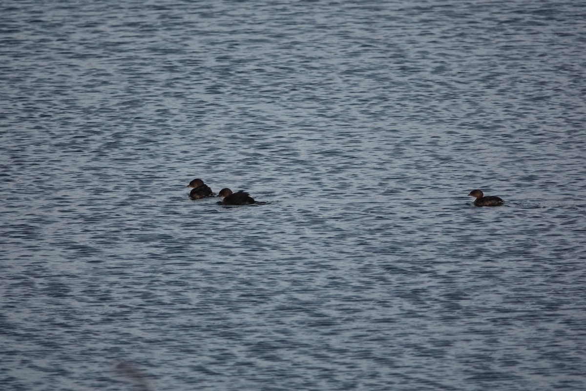 Pied-billed Grebe - ML611086960