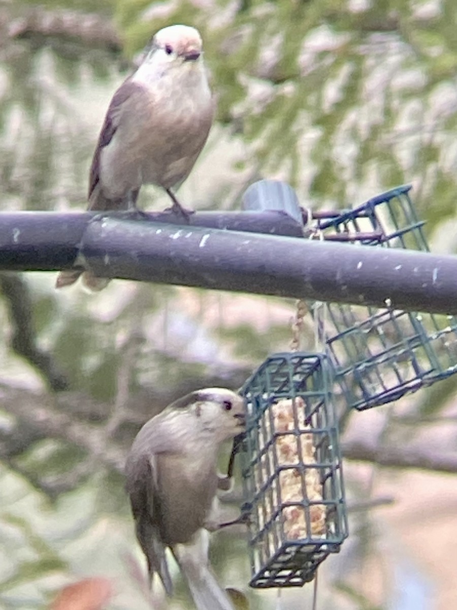 Canada Jay - ML611086967