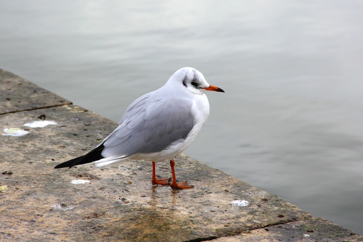 Black-headed Gull - ML611086977