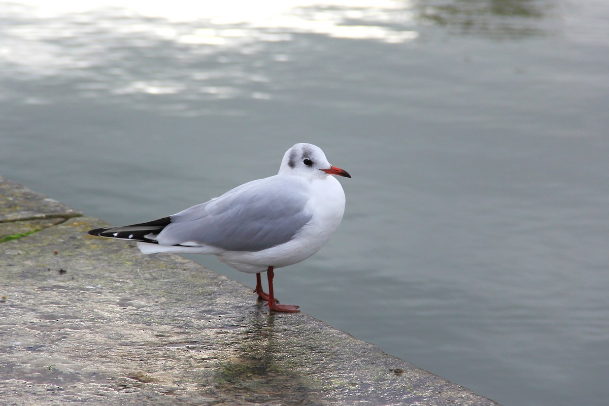 Black-headed Gull - ML611086983