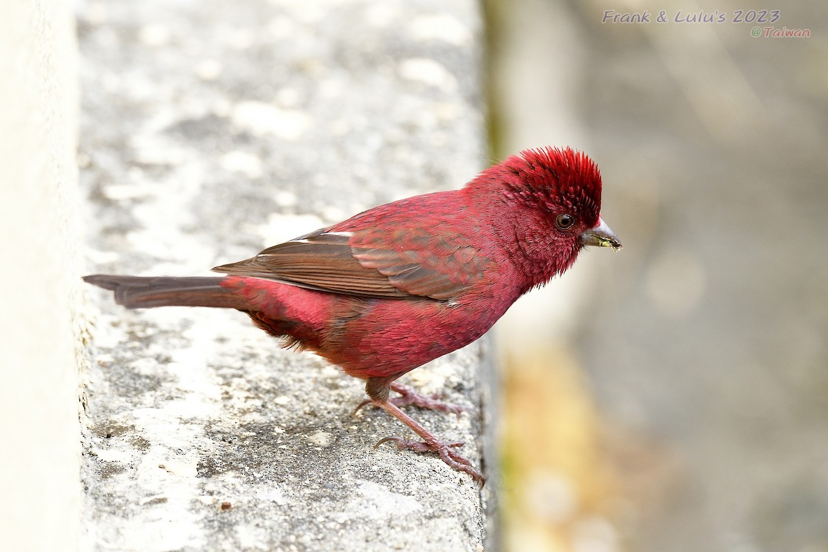 Taiwan Rosefinch - Fenghsin Huang