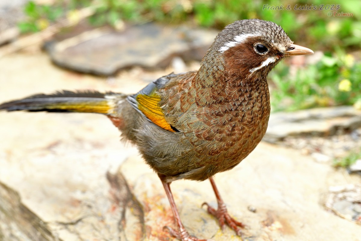 White-whiskered Laughingthrush - Fenghsin Huang