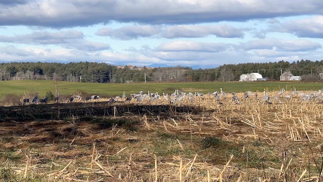 Sandhill Crane - ML611087136