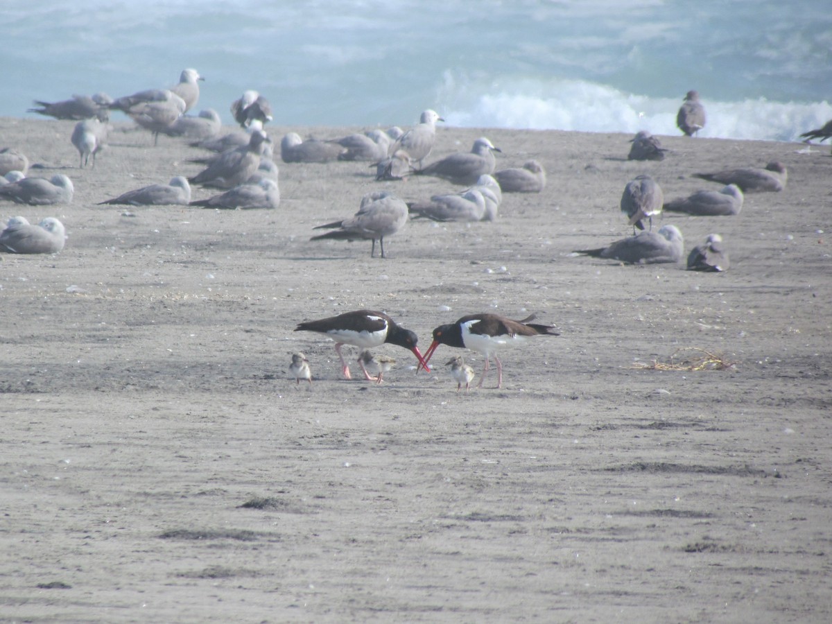 American Oystercatcher - ML611087195