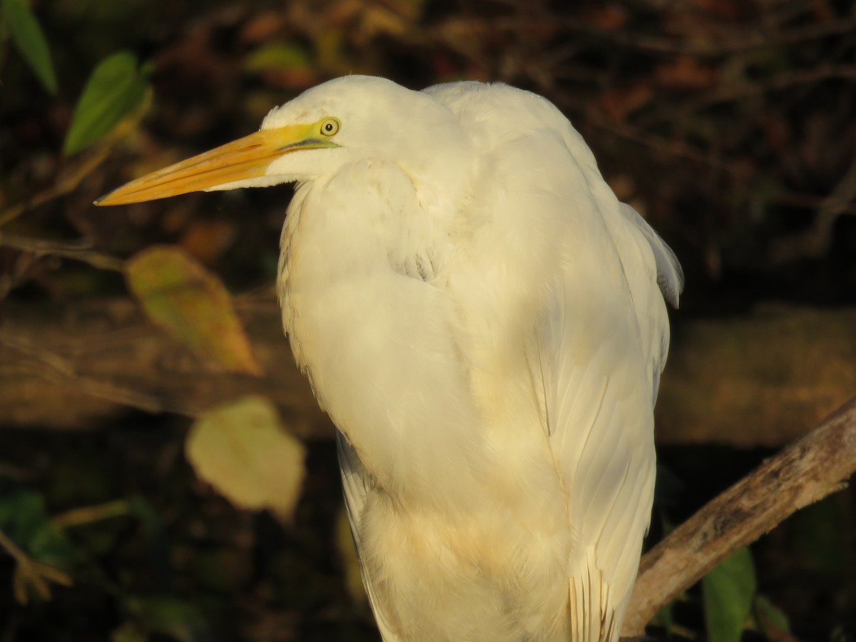 Great Egret - ML611087271