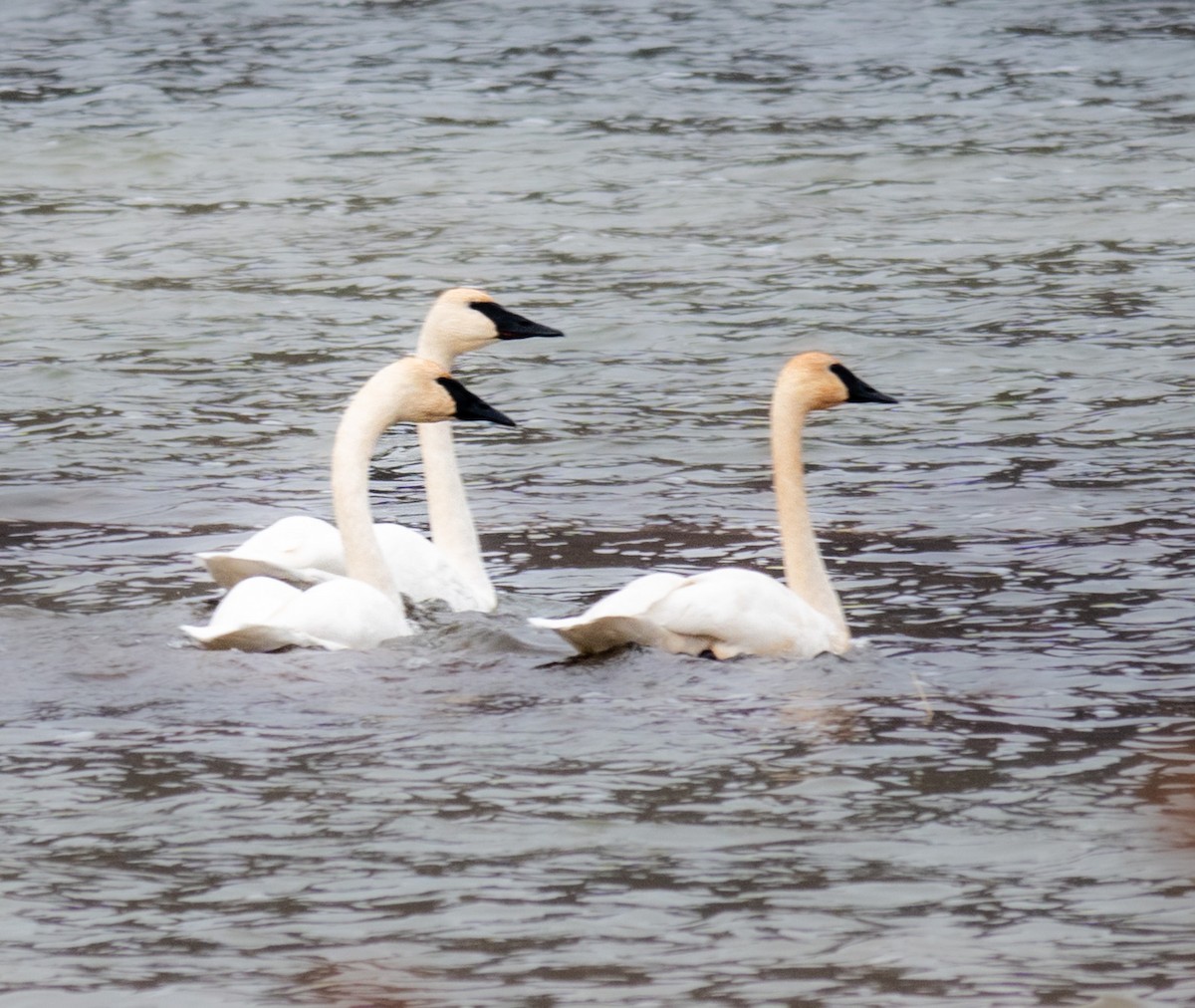 Cisne Trompetero - ML611087296