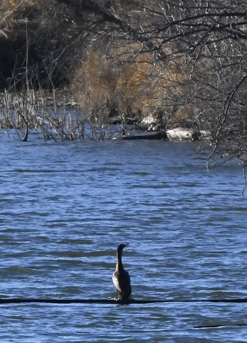 Cormoran à aigrettes - ML611087418