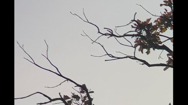 Tropical Kingbird - ML611087464