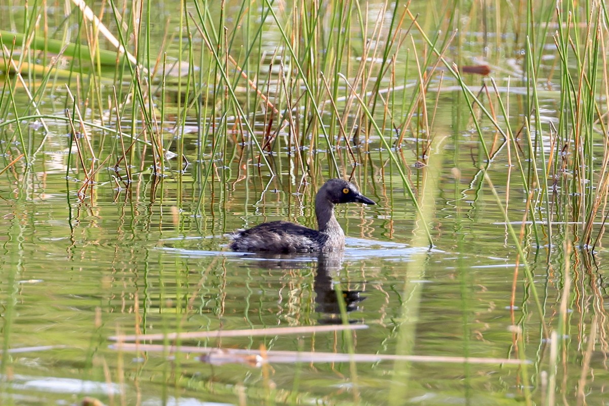 Least Grebe - ML611087508