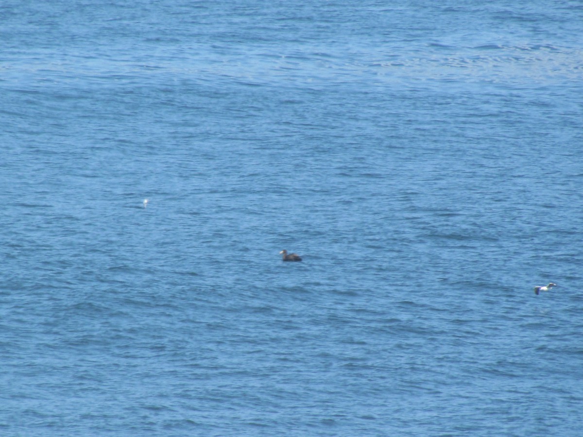 Southern Giant-Petrel - ML611087661