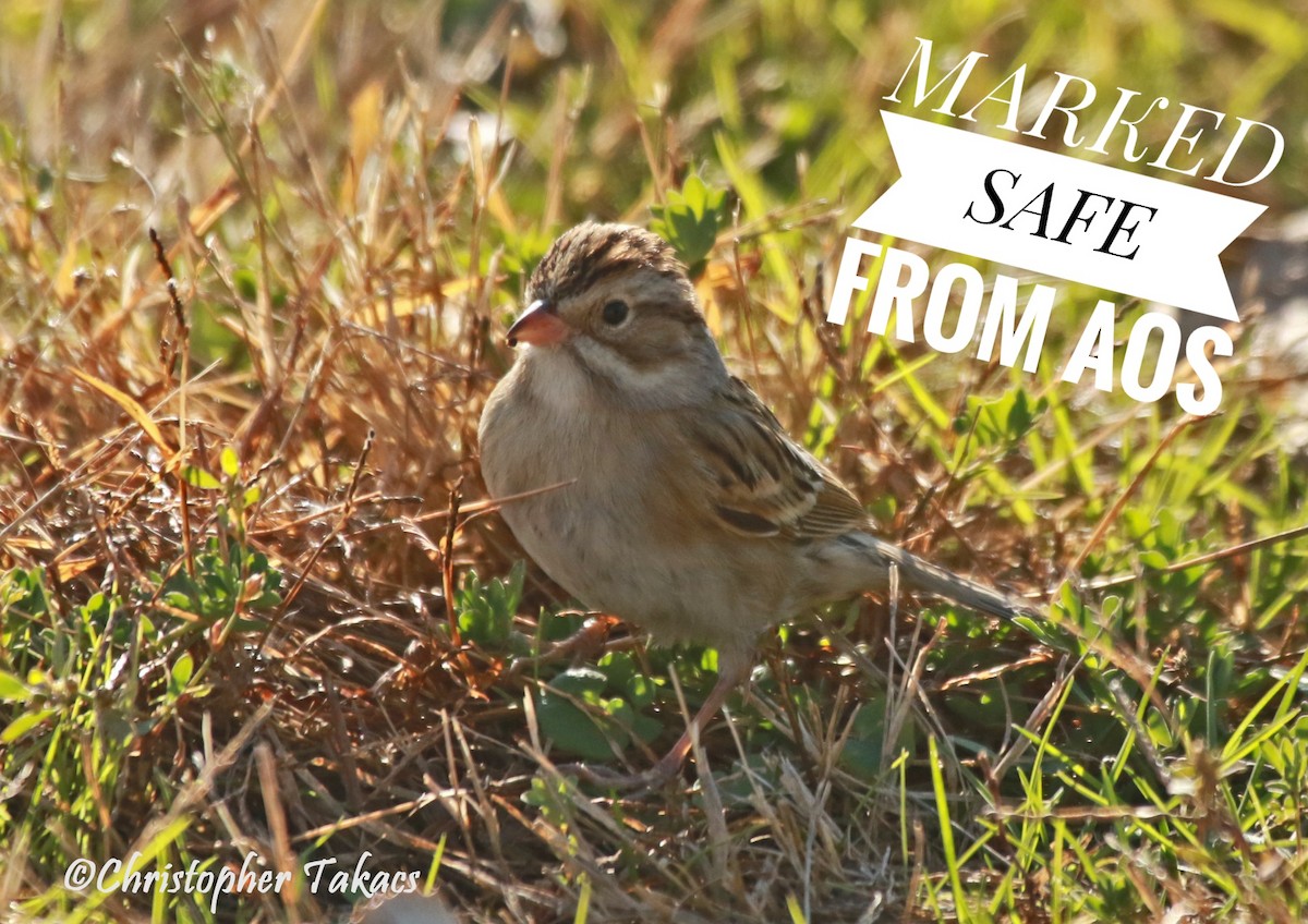 Clay-colored Sparrow - ML611087668