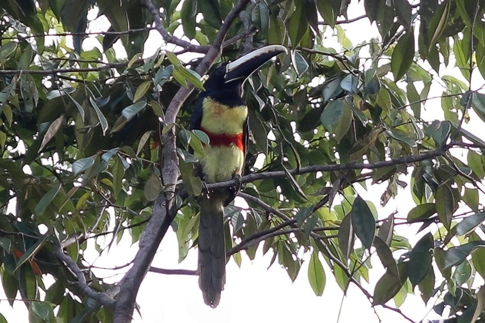 Black-necked Aracari - ML611087745