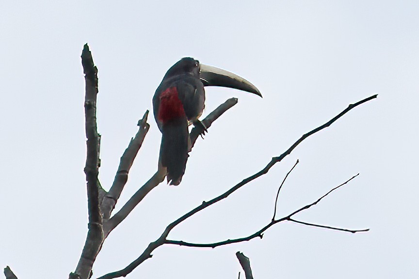 Black-necked Aracari - ML611087746