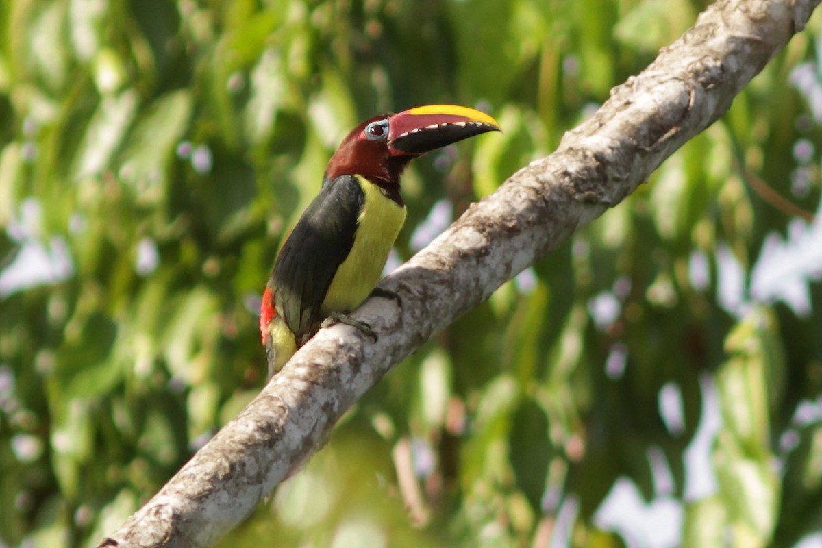 Green Aracari - Dave Curtis